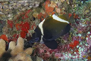 Sea Bottom Prints: Black and white fish, Horned bannerfish (Heniochus varius)