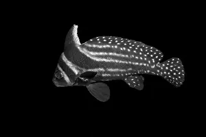 White And Black Prints: Black and white fish with intricate striped