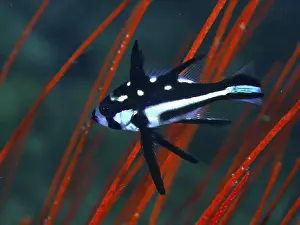 Hatchlings Prints: A black and white fish with spots