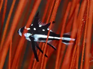 Cnidaria Prints: Black and white fish, yellow-eyed snapper (Macolor macularis) juvenile