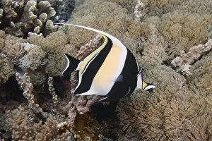 Moorish Idol Prints: Black and white halterfish (Zanclus cornutus) swimming in front of a coral reef
