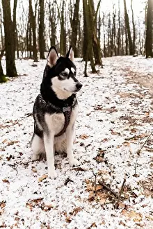 Alaskan Malamute Prints: Black and white husky dog ​​sits on snowy ground among trees