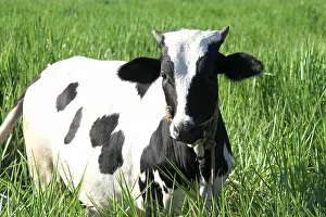 Tethered Prints: Black and white jersey breed cow in green grass