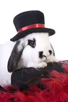 Black and white lop ear bunny dressed in top hat as a magician isolated on white background