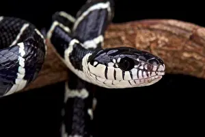 Mangrove Snake Prints: Black and white Mangrove snake (Boiga dendrophila)