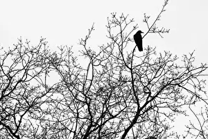 Black and white nature photography: Silhouette of crow in bare winter tree, London, UK