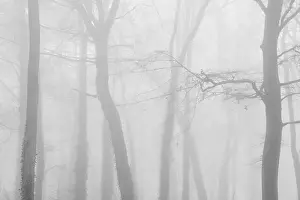 Cotswolds Prints: Black and white photo of haunted woods with mysterious bare trees