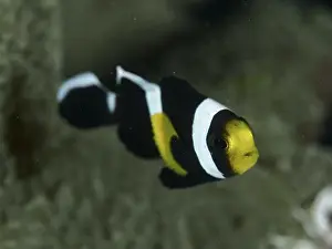 Markings Prints: A black and white saddle spot anemonefish (Amphiprion polymnus) with yellow markings swims elegantly in the clear water