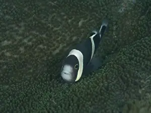A black and white saddle spot anemonefish (Amphiprion polymnus) hiding in a dark green sea anemone