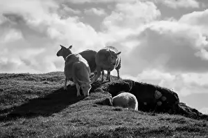 Grazing Animals Prints: Black and White Sheep in Scotland