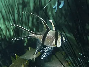 Spiky Prints: A black and white spotted fish