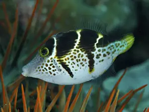 Starfishes Prints: A black and white spotted mimicry filefish (Paraluteres prionurus)