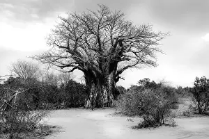 Kruger National Park Prints: Black and white version of a Baobab tree in the African landscape of Kruger National Park
