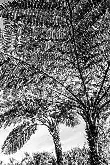 Eastern Cape Prints: Black and White view of the leaf textures of a large Forets Tree frenAlsophila capensis