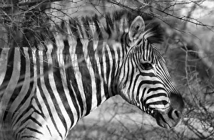 Botswana Prints: Black and White Zebra