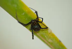 Spider Prints: Black Widow Spider, Baja California, Mexico