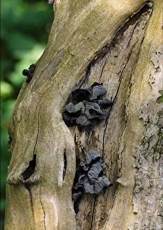 Rotting Prints: Black witches butter, fungus, Exidia glandulosa
