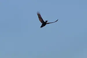 Carpenter Prints: Black woodpecker Dryocopus martius in flight