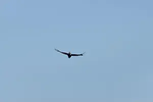 Carpenter Prints: Black woodpecker Dryocopus martius in flight