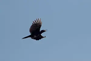 Carpenter Prints: Black woodpecker Dryocopus martius in flight with blue sky