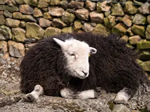 Fleece Prints: Black woolly Herdwick sheep with white face and legs lying by dry stone wall
