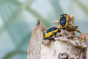 Buzz Prints: Black and yellow scarab beetle Pachnoda aemula on nature background