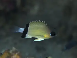 On Black Prints: A blackband damselfish (Pycnochromis retrofasciatus)