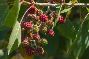 Tasty Prints: blackberries on a bush near the river alberche in Spain