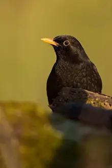 Perch Prints: Blackbird