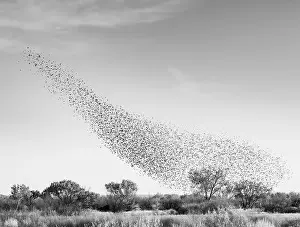 Blackbird Prints: Blackbird murmuration, Bosque del Apache National Wildlife Refuge, New Mexico