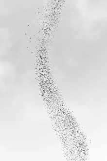 Behavior Prints: Blackbird murmuration, Bosque del Apache National Wildlife Refuge, New Mexico