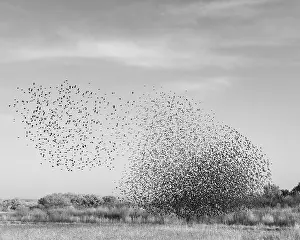 Blackbird Prints: Blackbird murmuration, Bosque del Apache National Wildlife Refuge, New Mexico