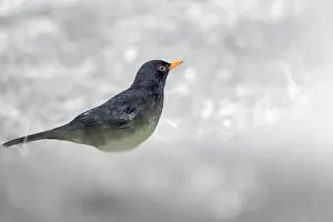 Frigid Prints: A blackbird (Turdus merula) standing on snowy ground