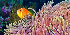 Wildlife Observation Prints: Blackfinned Anemonefish, Amphiprion nigripes