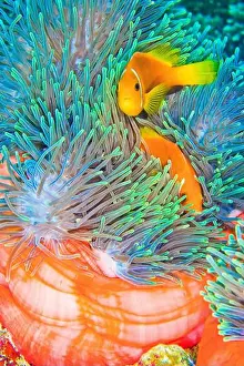 Animal Behaviour Prints: Blackfinned Anemonefish, Amphiprion nigripes