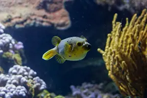 Trigger Prints: The blackspotted puffer (Arothron Nigropunctatus)