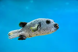 Puffer Prints: Blackspotted Puffer fish (Arothron nigropunctatus)/ Dog-faced Puffer