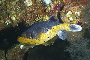 Percomorphaceae Prints: Blackspotted pufferfish (Arothron nigropunctatus) in the wreck of the USAT Liberty