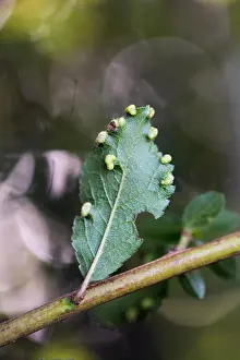Grub Prints: Blackthorn; Prunus spinosa; Gall on Leaves; Cornwall; UK