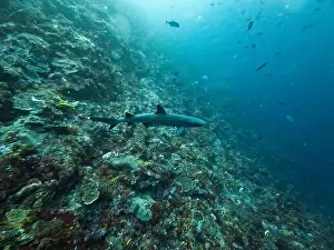 Carcharhinus Prints: Blacktip Reef Shark Swimming at Komodo National Park in FLores, Indonesia