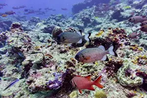 Sweetlips Prints: Blacktip soldier fish (Myripristis botche) in the coral reef of Maldives island