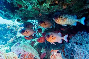 Sweetlips Prints: Blacktip soldier fish (Myripristis botche) in the coral reef of Maldives island