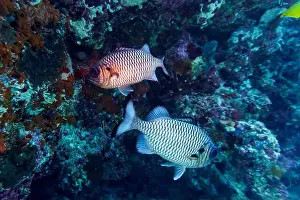Sweetlips Prints: Blacktip soldier fish (Myripristis botche) in the coral reef of Maldives island