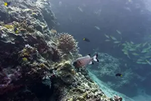 Sweetlips Prints: Blacktip soldier fish (Myripristis botche) in the coral reef of Maldives island