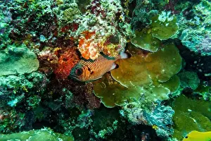 Sweetlips Prints: Blacktip soldier fish (Myripristis botche) in the coral reef of Maldives island