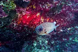 Sweetlips Prints: Blacktip soldier fish (Myripristis botche) in the coral reef of Maldives island