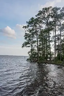 Conifers Prints: Blackwater NWR Shoreline During Late Afternoon, Maryland USA