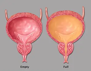 Bladder Prints: Empty and Full Bladder, Illustration