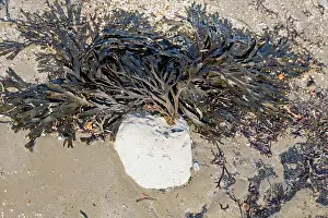 Superfood Prints: Bladder wrack seaweed attached to a white rock at low tide on beach with its fronds spread out to form a fan shape