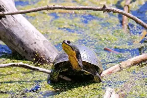 Endangered Prints: Blanding's Turtle - Emydoidea blandingii